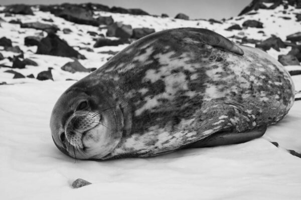 Navegación con desembarque en la Antártida Argentina, desde Ushuaia en Argentina. Antarctica Voyage with landings from Ushuaia in Argentina. The grey seal has a rest on stones in Antarctica.