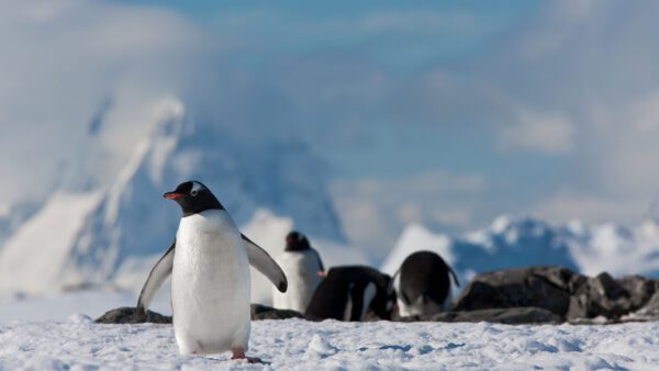 Navegación con desembarque en la Antártida Argentina, desde Ushuaia en Argentina. Antarctica Voyage with landings from Ushuaia in Argentina. Penguin.