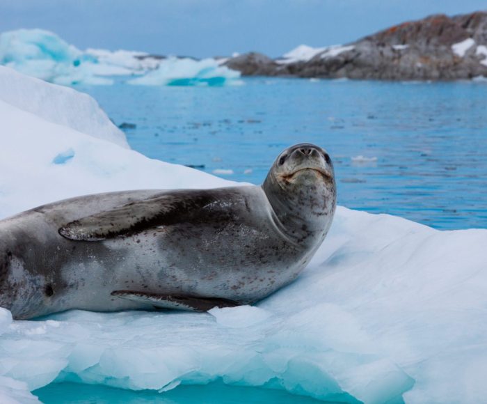Navegación con desembarque en la Antártida Argentina, desde Ushuaia en Argentina. Antarctica Voyage with landings from Ushuaia in Argentina. Leopard seal antarctica.